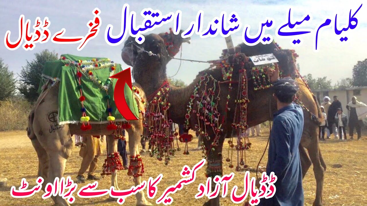 Dadyal Azad Kashmir's Largest camel || Kalyam Sharif Mela🐪 || Haseeb Raja Official