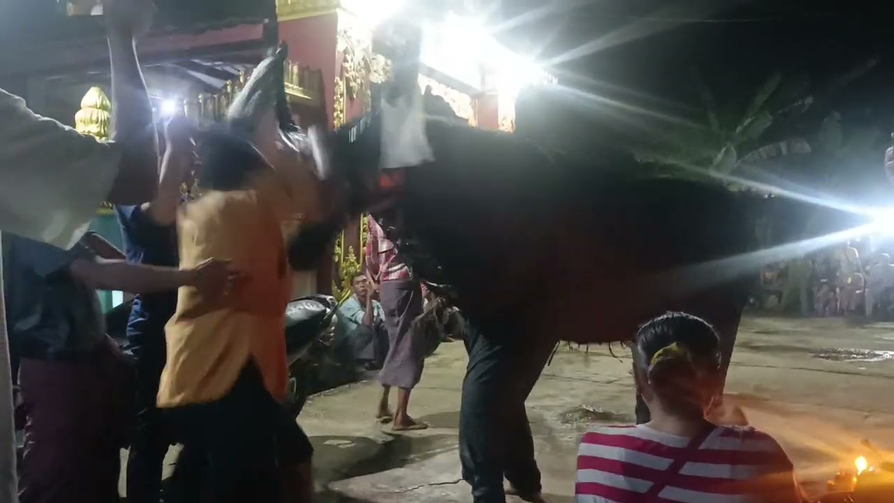 ကိုအောင်နိုင်ကြီး ကျွဲများနဲ့ပျော်ပါးနေပီ🙏🙏