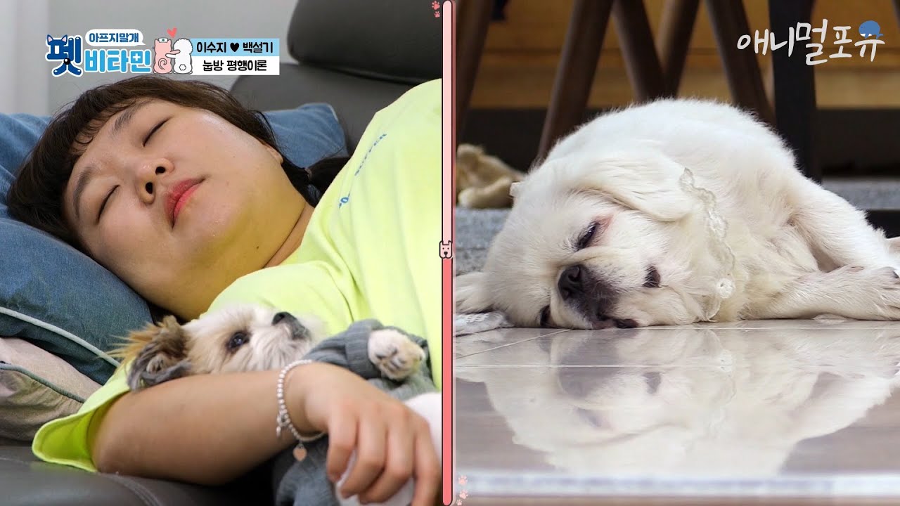 간식만 외치면 벌떡! 이수지와 꼭 닮은 식탐 대마왕 페키니즈 '백설기' [펫비타민], KBS  201029 방송