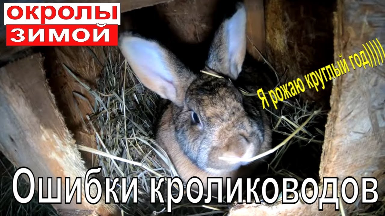 Зимние окролы. Ошибки кролиководов.