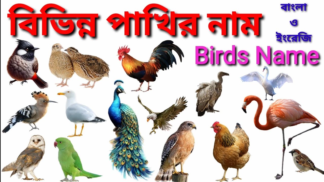 Birds Name  / বিভিন্ন পাখির নাম বাংলা ও ইংরেজিতে / Birds Name in Bengali and English