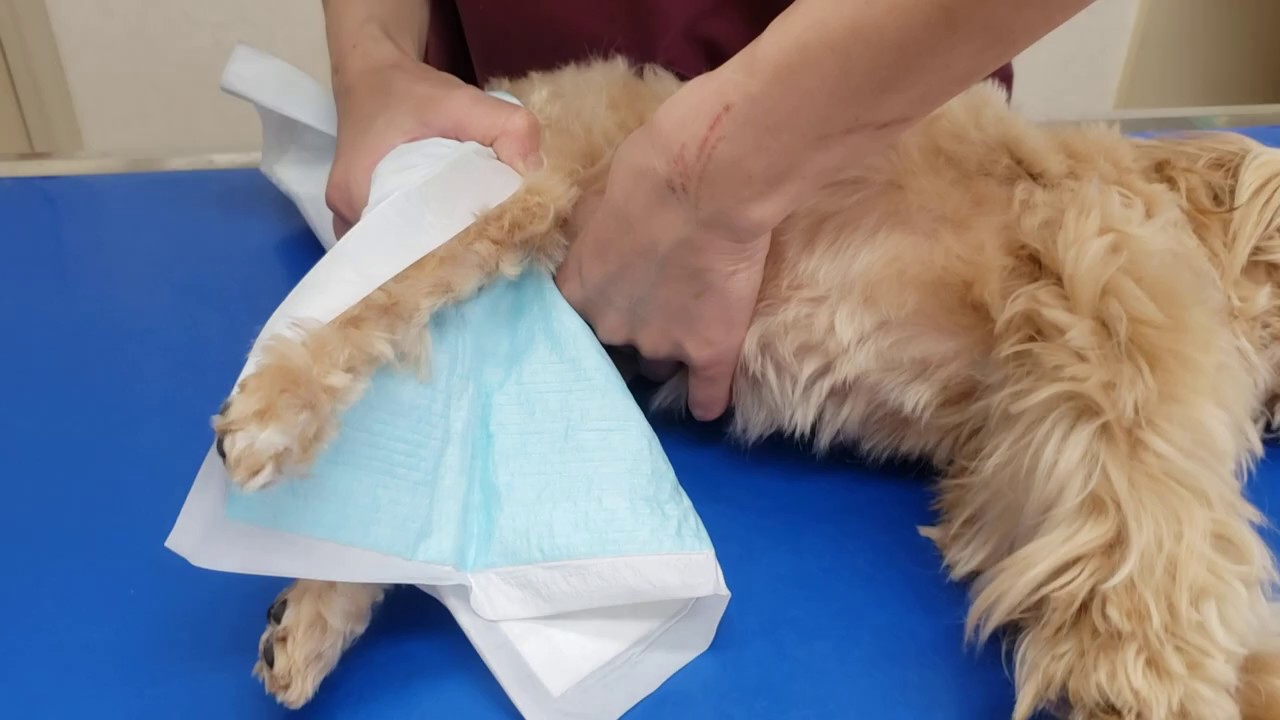 圧迫排尿 O動物病院 2020年5月11日