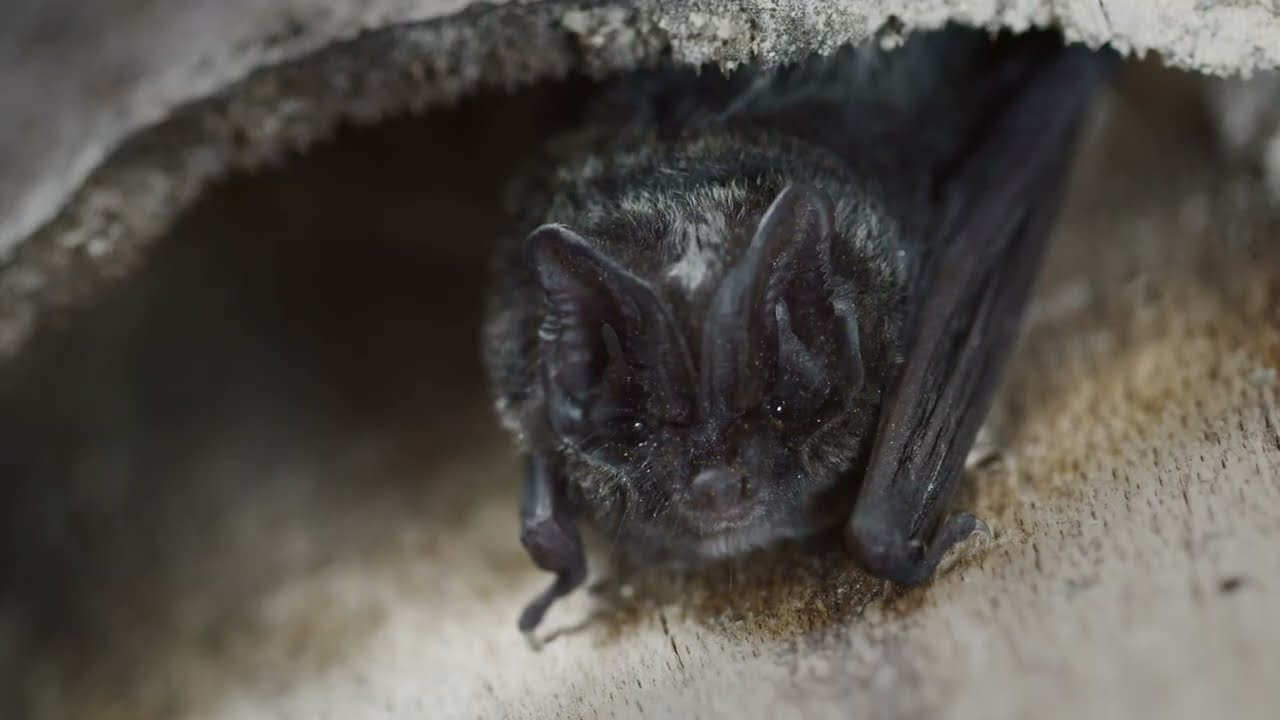 Introducing the Barbastelle Bat