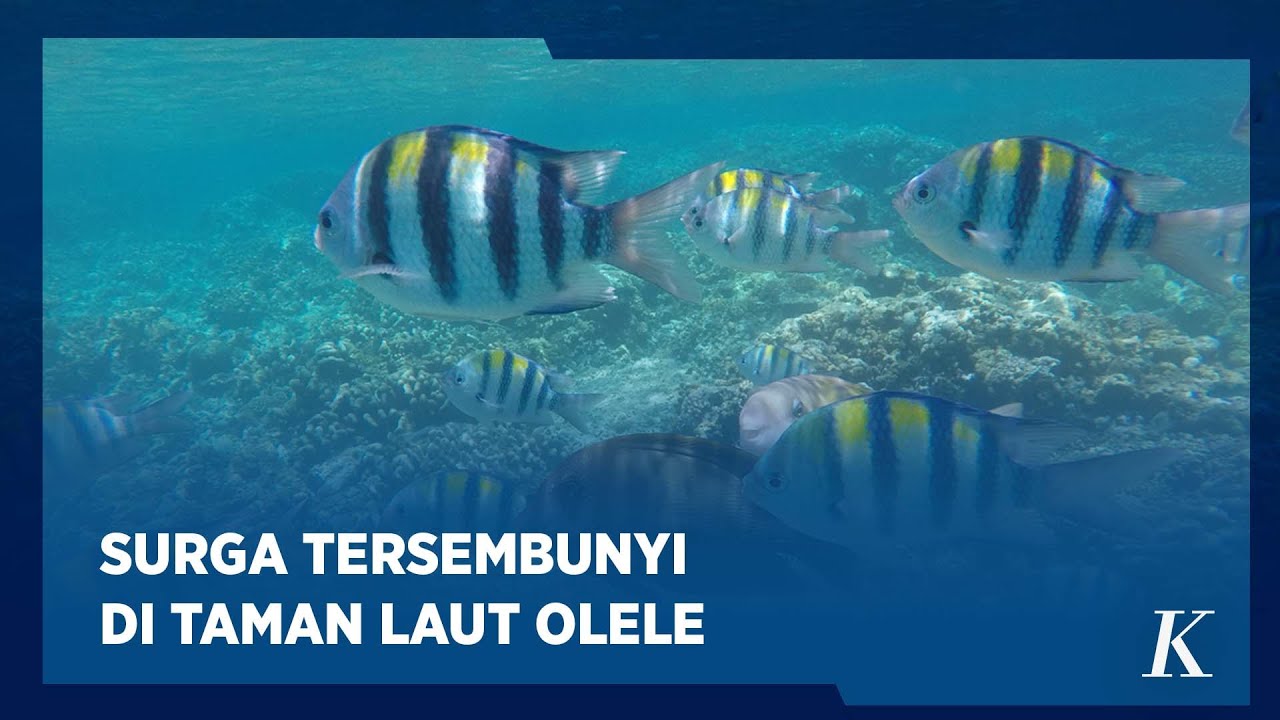 Menyelami Surga Laut Tersembunyi di Taman Laut Olele Gorontalo
