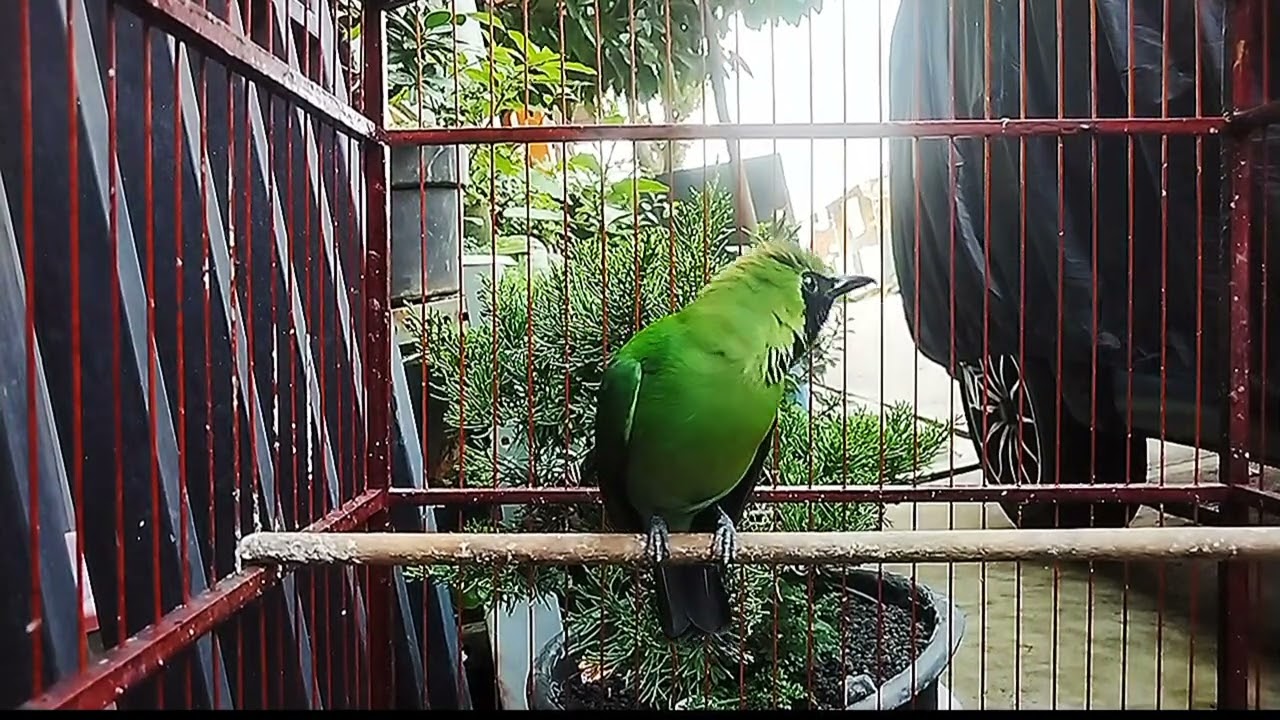 Cucak ijo gacor jamtrok cocok buat naikin emosi lawan #cucakijo #youtube #kicaumania 