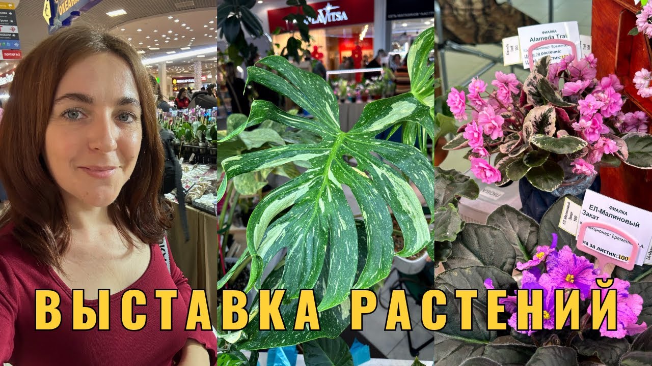 Выставка растений в Краснодаре🌱магазин-склад растений, керамика в Фамилии. Обзор и мои покупки.