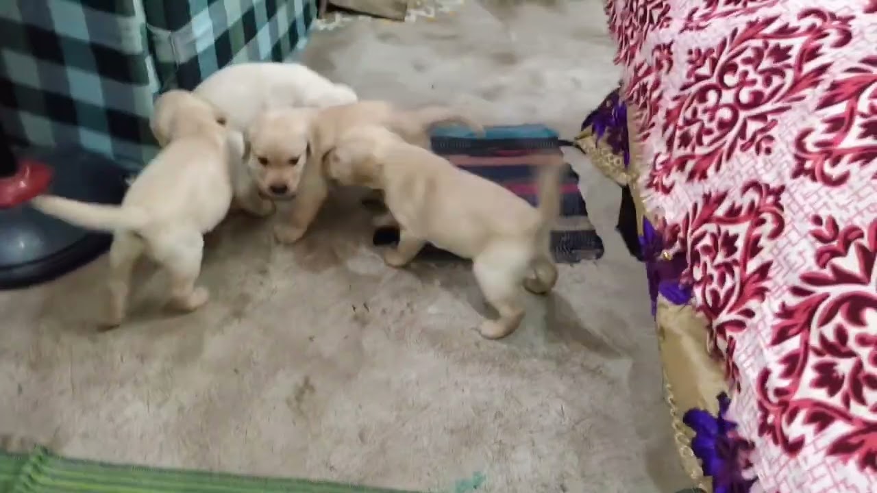 Playing Moment of lab puppies #trending #puppy #labrador #youtube #uttuslabra #viral #video #virals