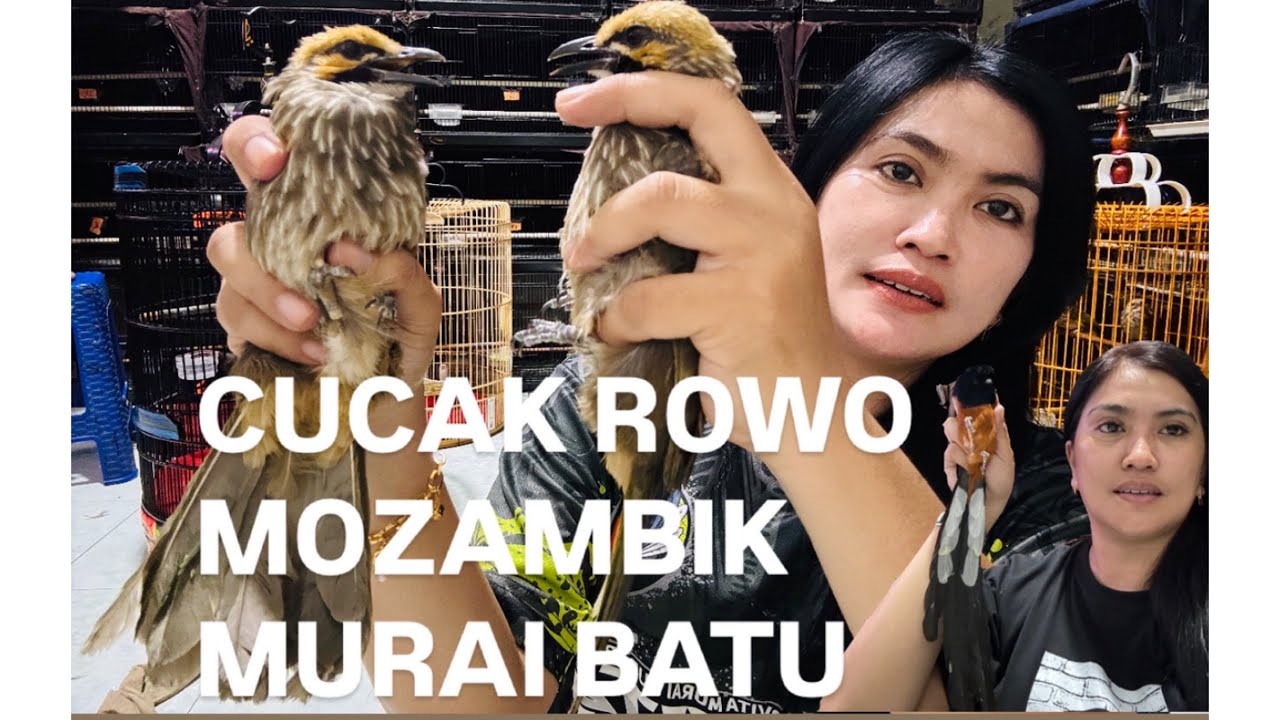 READY INDUKAN CUCAK ROWO,GACORAN CUCAK ROWO  27-12-2025