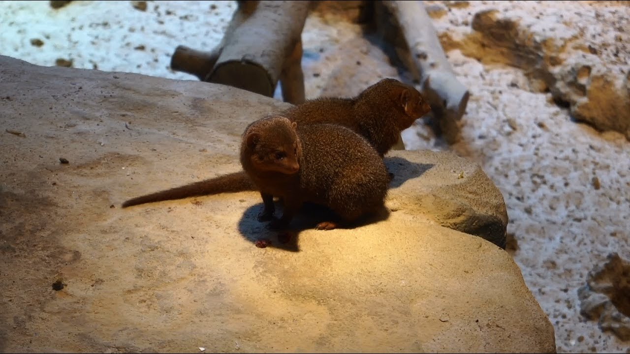 PATENSCHAFT im AQUAZOO &uuml;bernehmen - So geht's