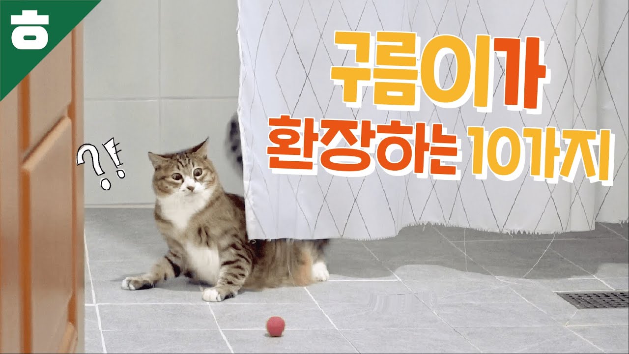 구름이가 좋아하고 환장하는 10가지