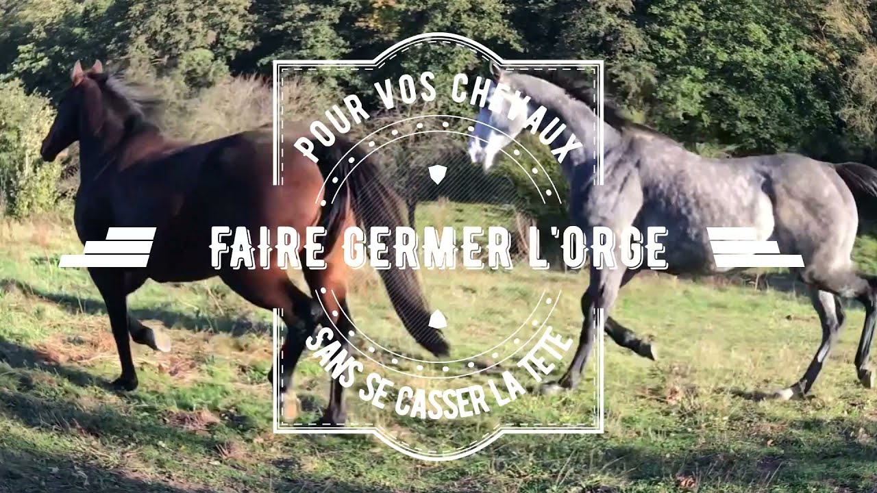 Germoir pour l'orge des chevaux