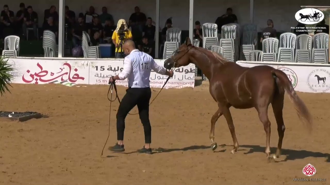 N.172 QUEEN ELIZABITH - Palestine International Championship 2022 - Fillies 2 Years Old B (Class...