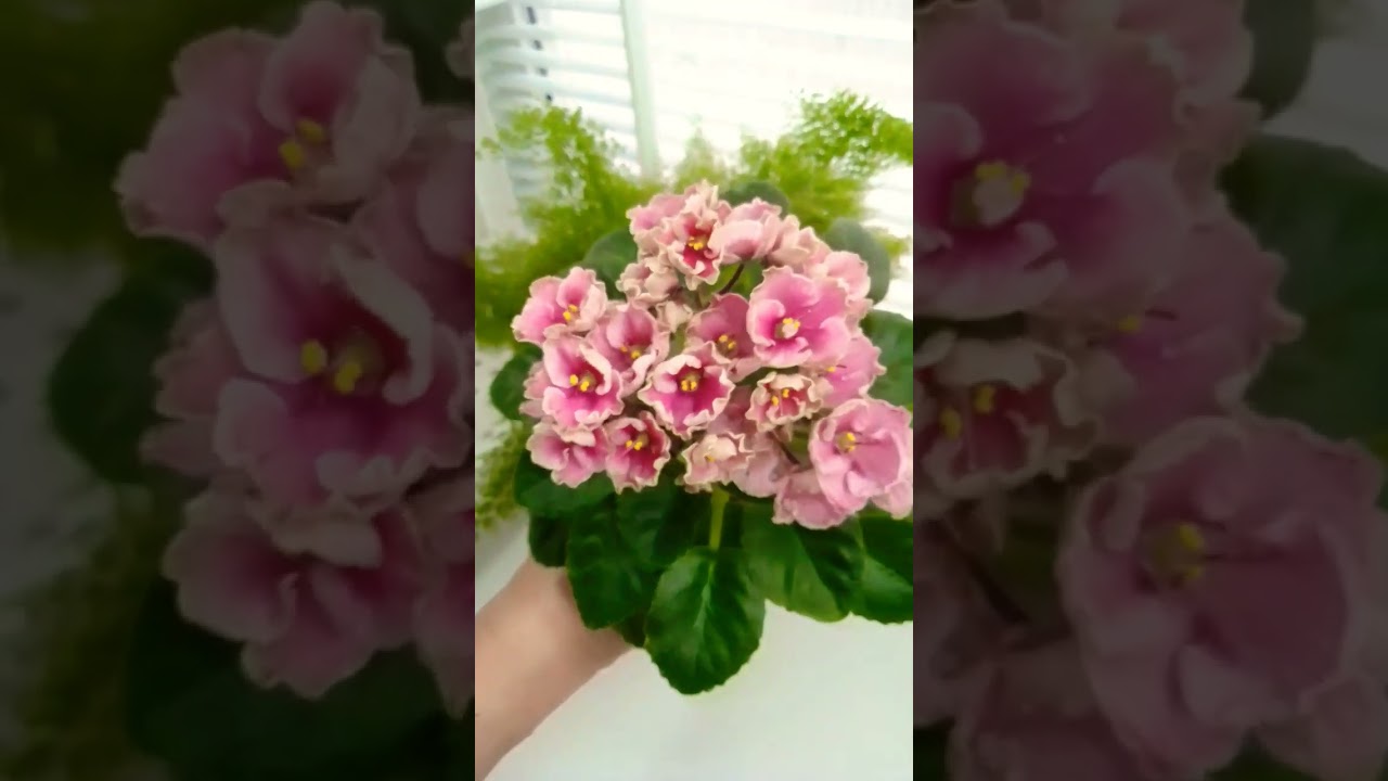Мини фиалка Hunter's Coral Caress