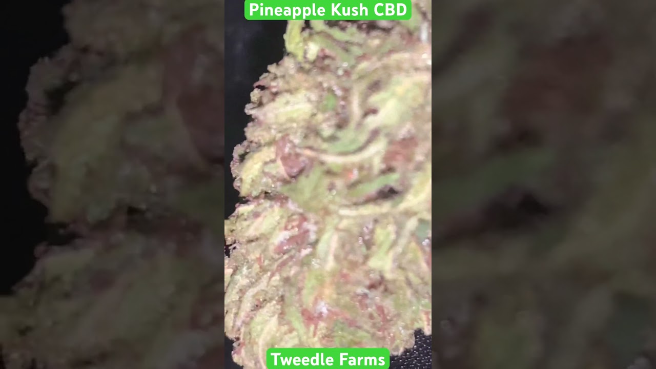 Pineapple Kush CBD from Tweedle Farms 