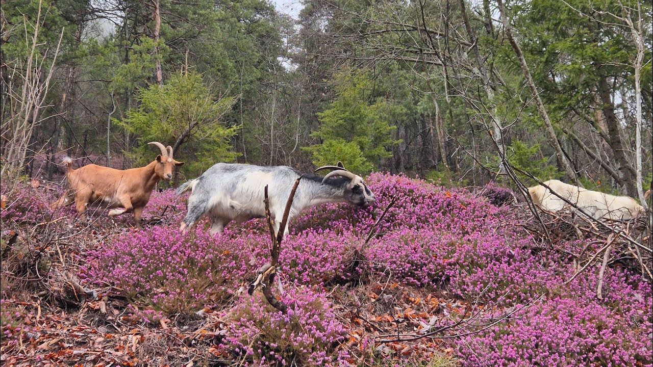 Sladkorčki 🍬🌸 za Svete koze 🐐 | Zasavska sveta gora 852 m | cvetoča resa