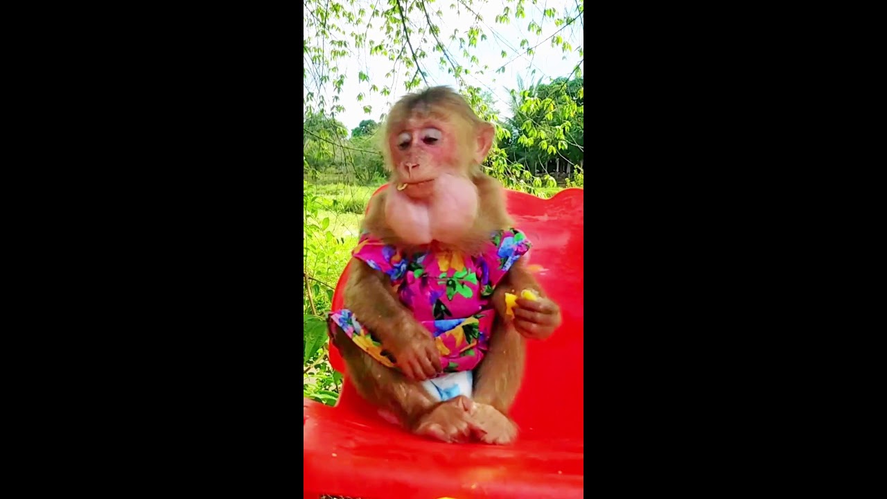 Monkey Eating Fruit Yummy #monkey #anmals #cute #animals #livestream
