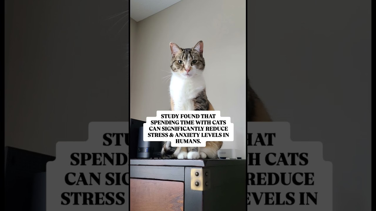 Does spending time with cats reduce your stress & anxiety? 