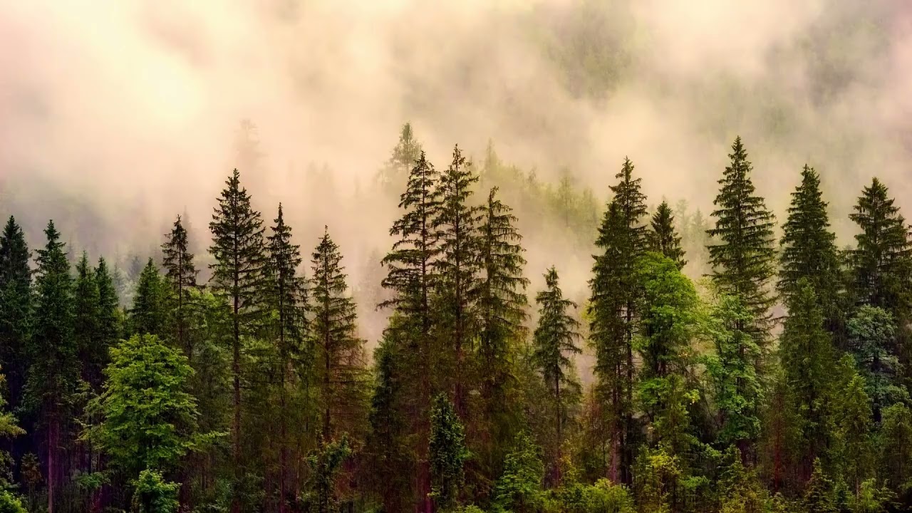 Relaxing in the Forest as Horses Run Together