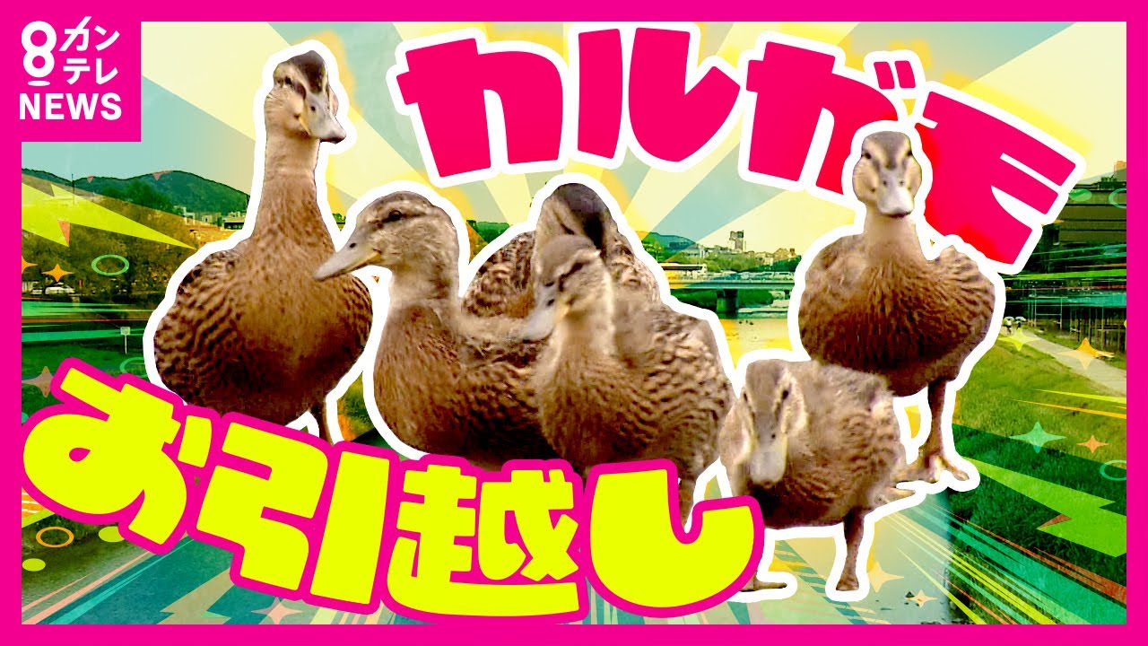 【カモのお引っ越し】住民らを巻き込んで大移動　まさかの親ガモ不在で6羽の子ガモだけ　3時間かけて新居に到着〈カンテレNEWS〉