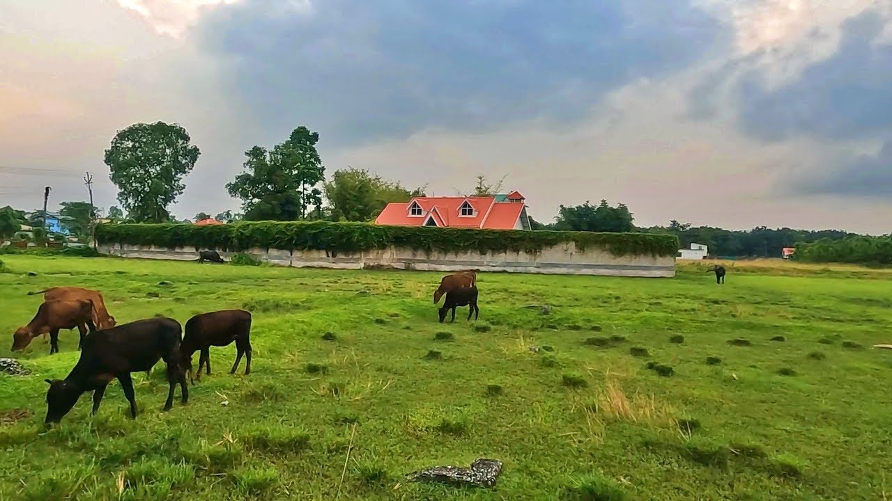 Beautiful Village Walk in Siliguri | West Bengal, India