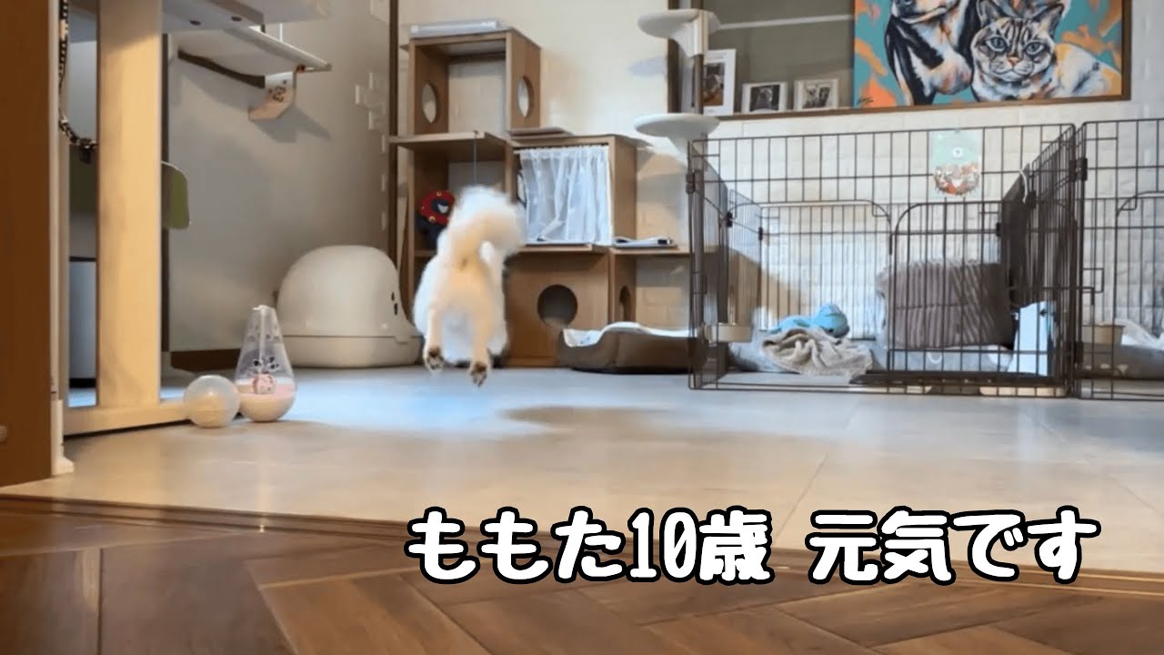 チワワズ長男は気が強い・・？