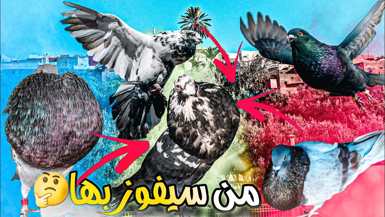 طلقت ثلاث ذكور حمام على انثى 🤯 من سيفوز بها 🤔