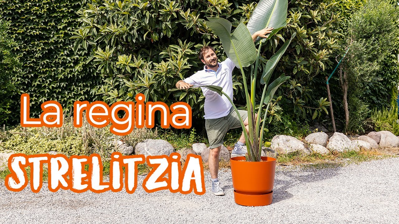 Strelitzia nicolai, la regina delle piante d'appartamento!