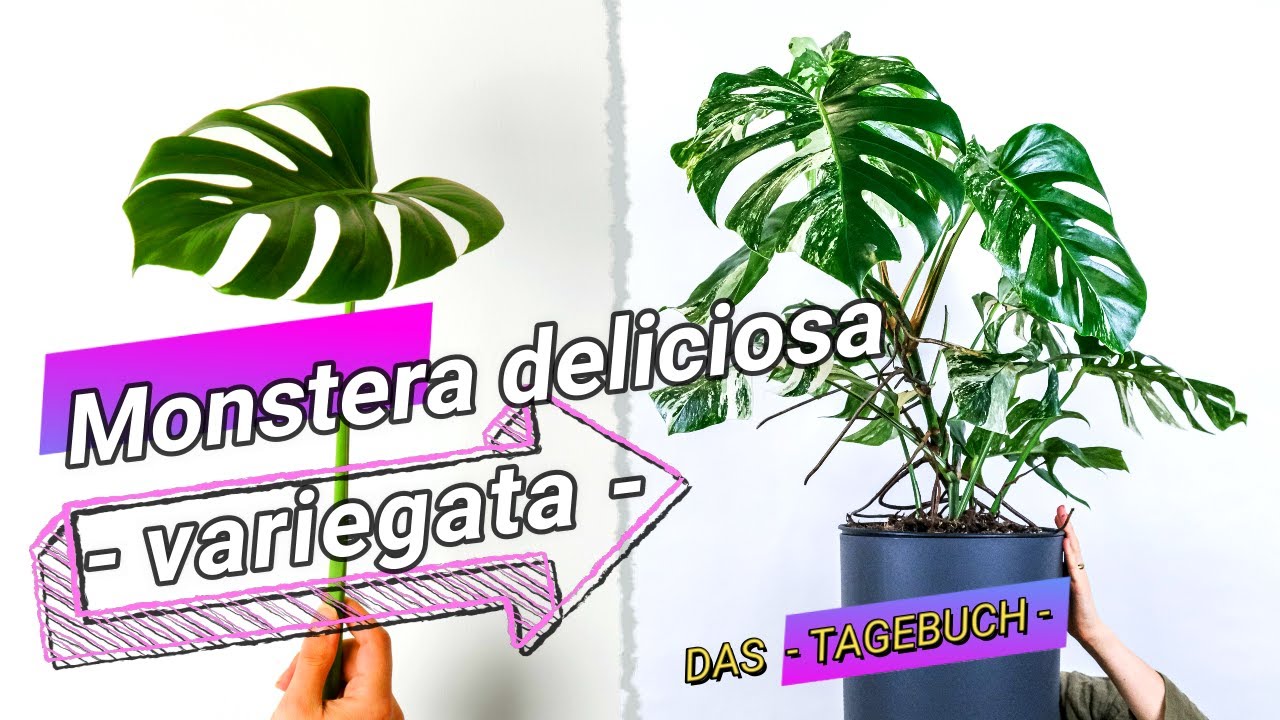 Monstera deliciosa variegata: Umtopfen, Pflege, Selbstbewässerung in mineralischem Substrat