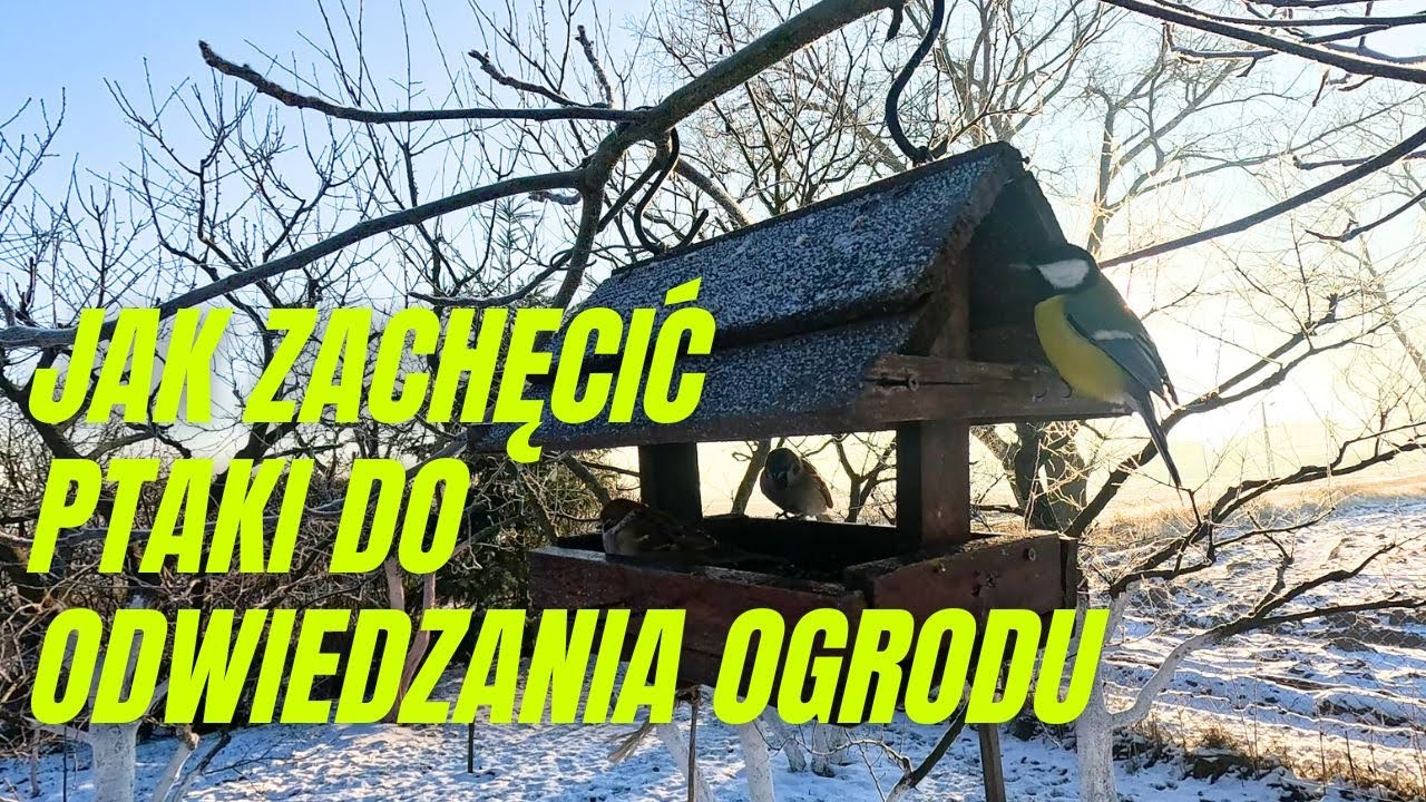 Jak zachęcić ptaki do odwiedzania karmnika i ogrodu zimą