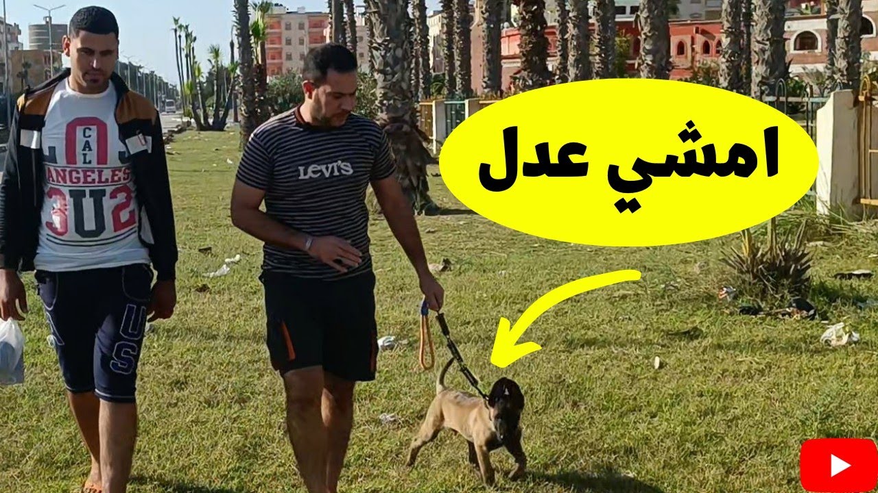 جربت اعلمه يمشي جنبي /تدريب الكلب علي المشي جنبك بكل سهوله مع كابتن شريف شحاته