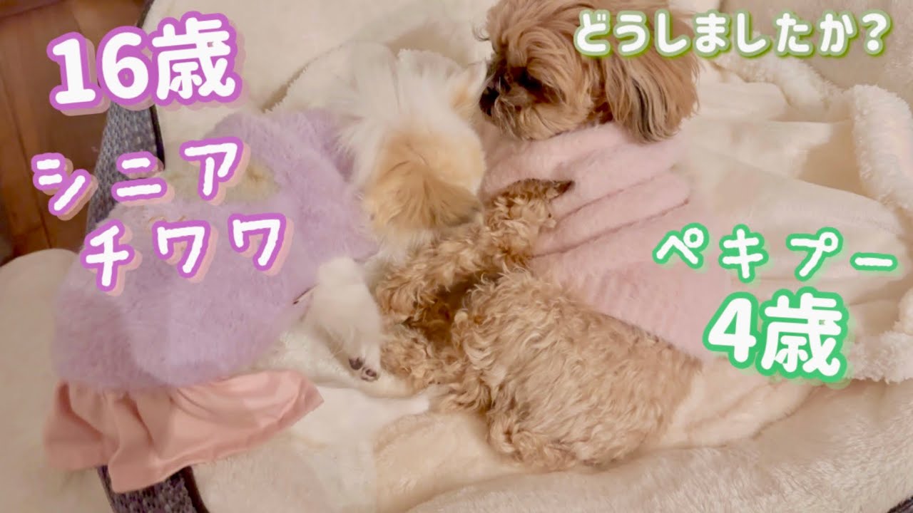 いつでもシニアチワワの側にいてくれる優しい子