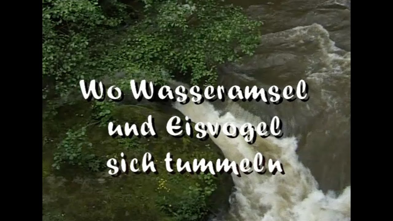 Wasseramsel und Eisvogel