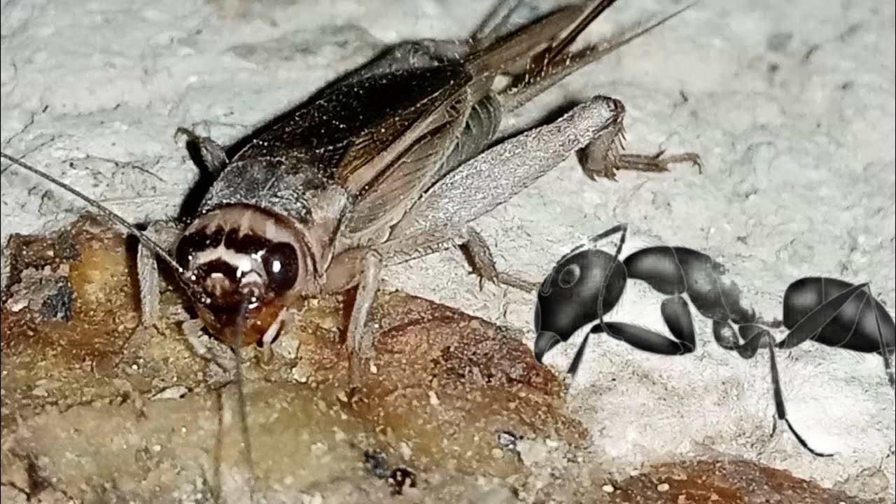 House cricket VS Ant | Amazing Animals