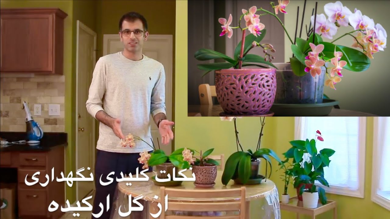 نگهداری از گل ارکیده - Orchid Care Guide