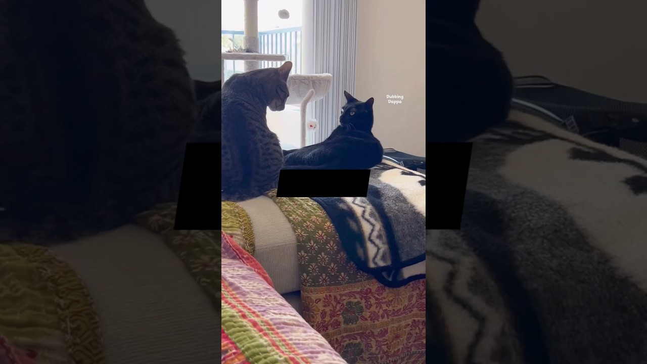Black Jaguar 🤣 #funny #cat #shorts #dog #shortsfeed #funnyanimals #dubbingdappa #pets #comedy