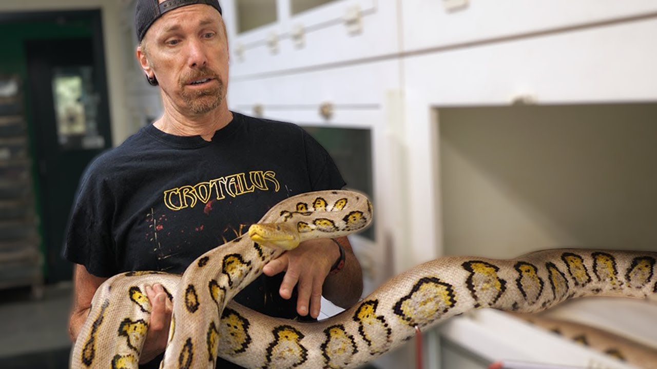 NERD СОКРАЩАЕТСЯ! Гигантских змей больше нет? Обновления от Lilith и Snarfles!