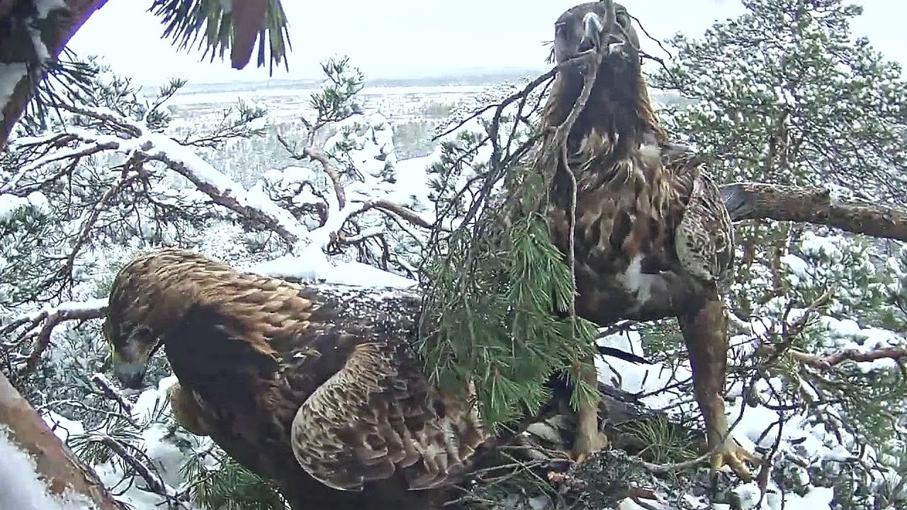Estonian Golden Eagle~Branches are brought to the nest~9:14 AM 2020/02/27