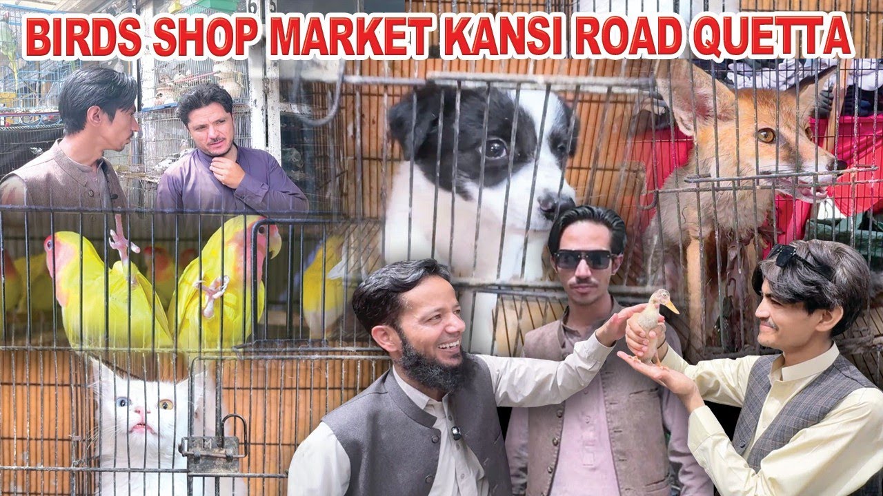 Birds Market Quetta Kasi Road