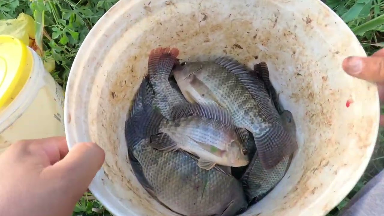 Pescaria de tilapia parte 2 muita ação nessa Pescaria pessoal #pescaria #tilapia #ação 
