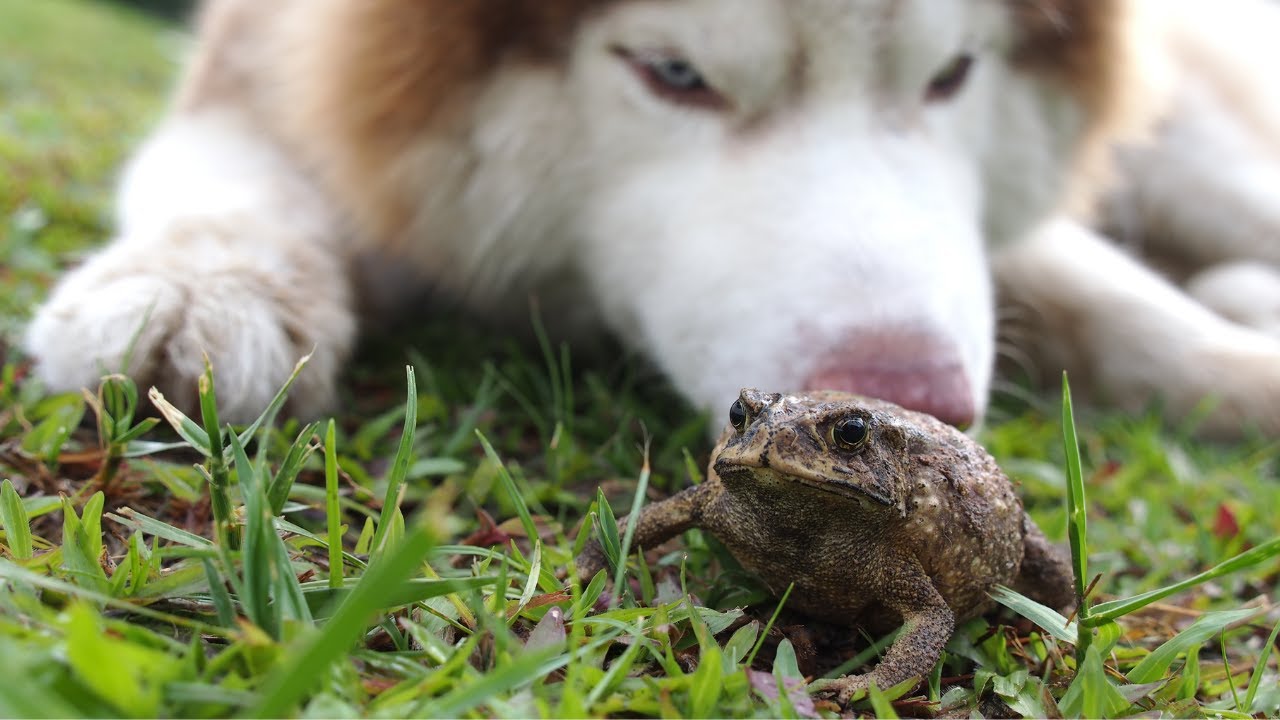 Intoxicación por sapo en perros | Como sucede y qué hacer.