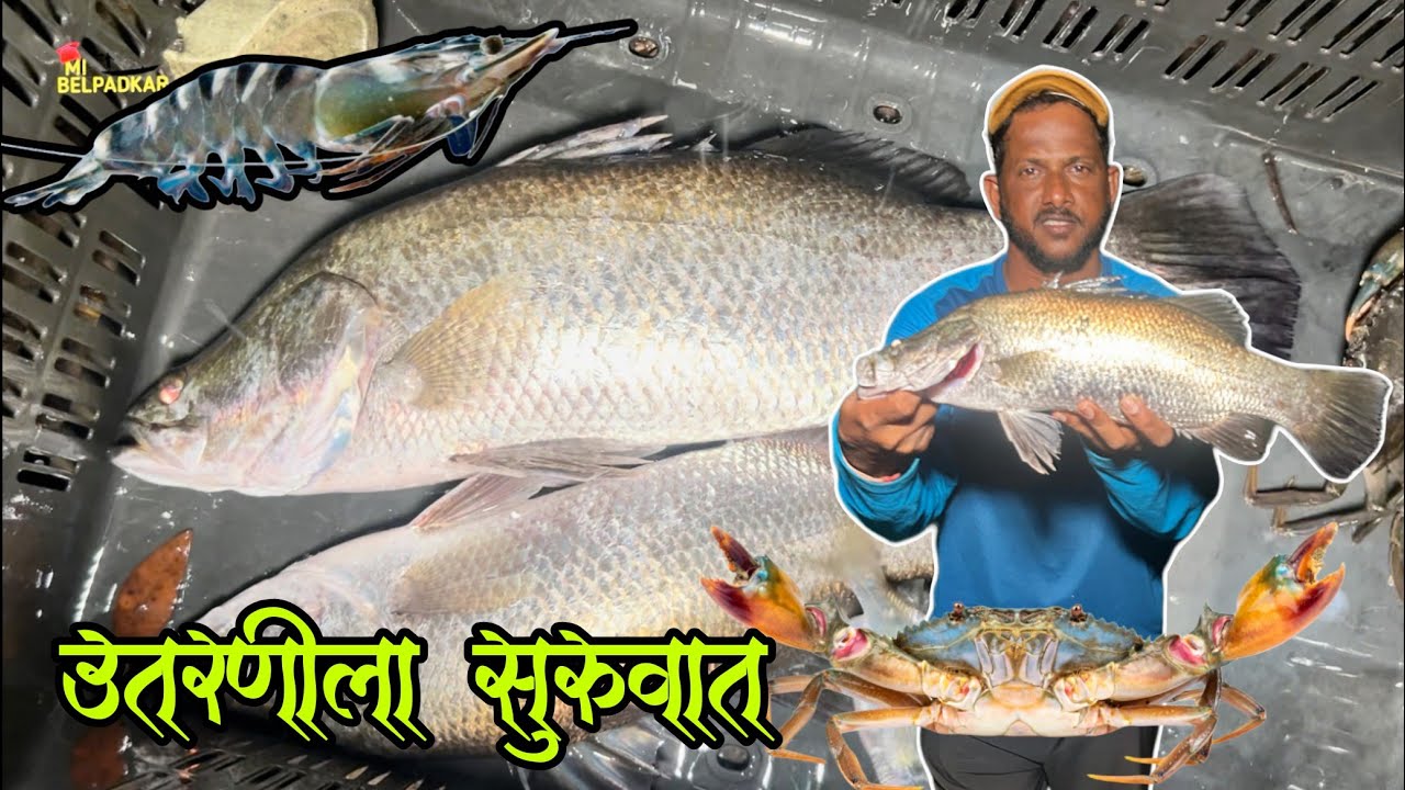 उतरणीची जितारी, करपाली आणि चिंबोऱ्या | झोलून पकडला  म्हावरा | Barramundi, Crabs, Tiger Prawns 