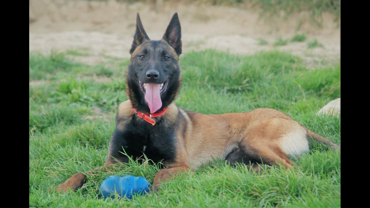&eacute;veil olfactif par le jeu chien Berger Belge Malinois &agrave; l'&eacute;levage Des Derniers Centurions