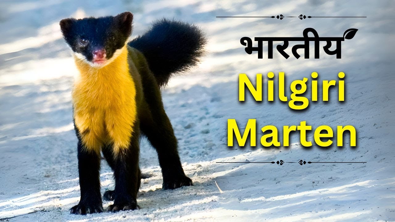 Nilgiri Marten - Most Endangered Species || Hindi Documentary || 2025