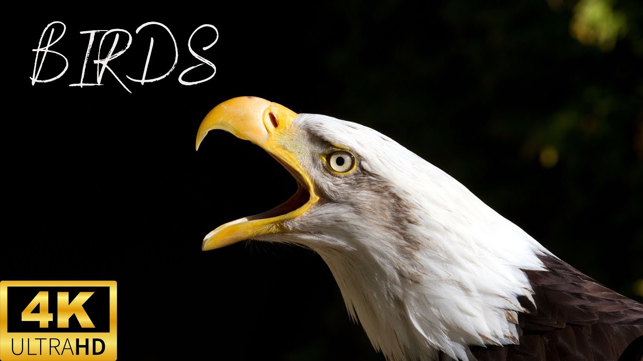 Birds | Danube | Classical music | Bird sound