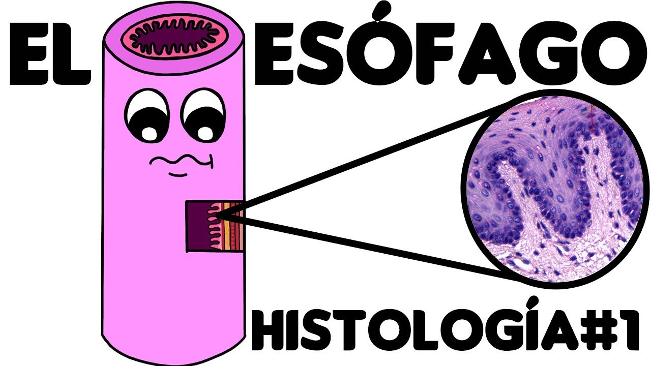 Histolog&iacute;a Tracto Gastrointestinal: Histolog&iacute;a Es&oacute;fago #1