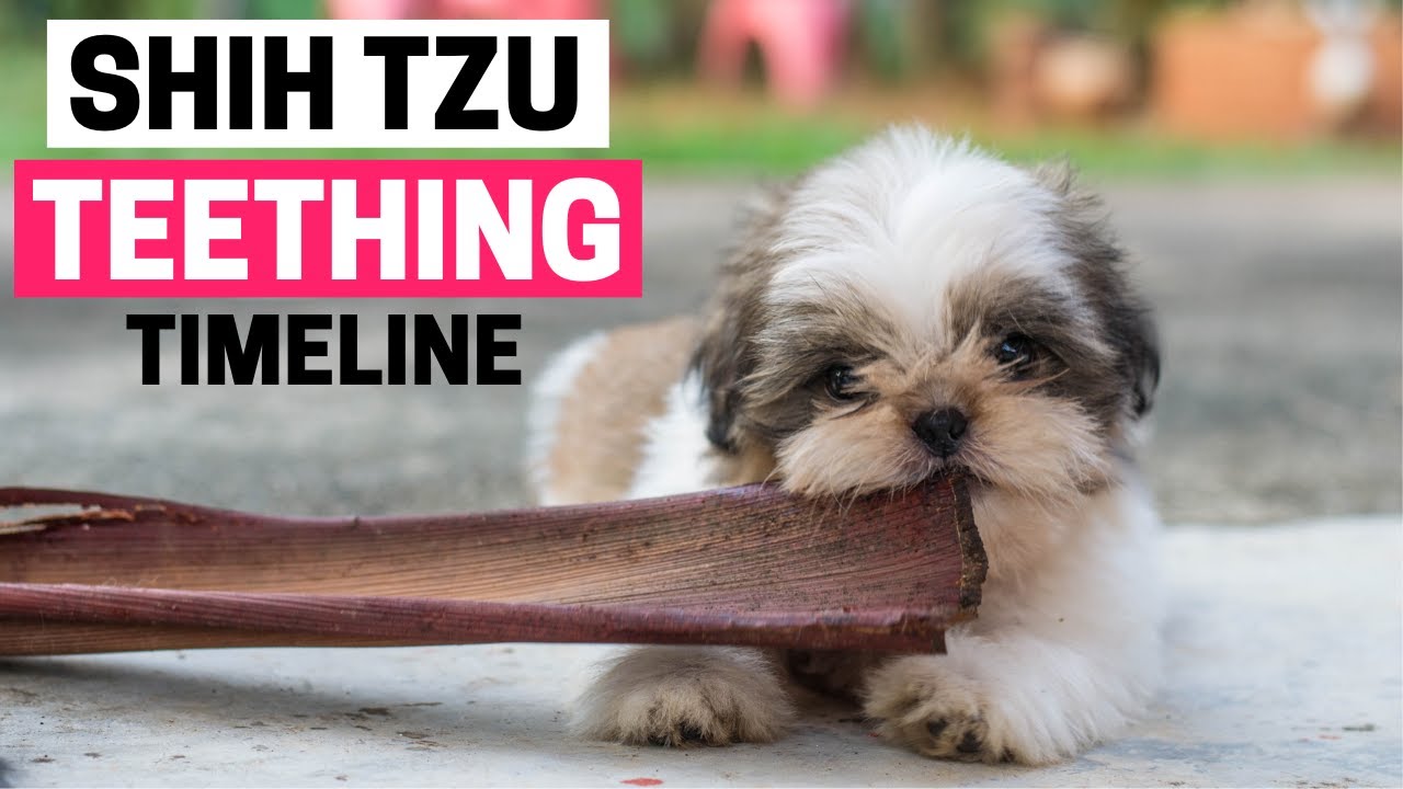 Shih Tzu Puppy Teething: Timeline, Stage and Age