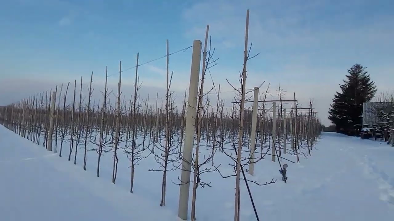 ❄️ Zimowy sad – cisza, która buduje plon# 3 komunikat sadowniczy z dnia 13.01.2026