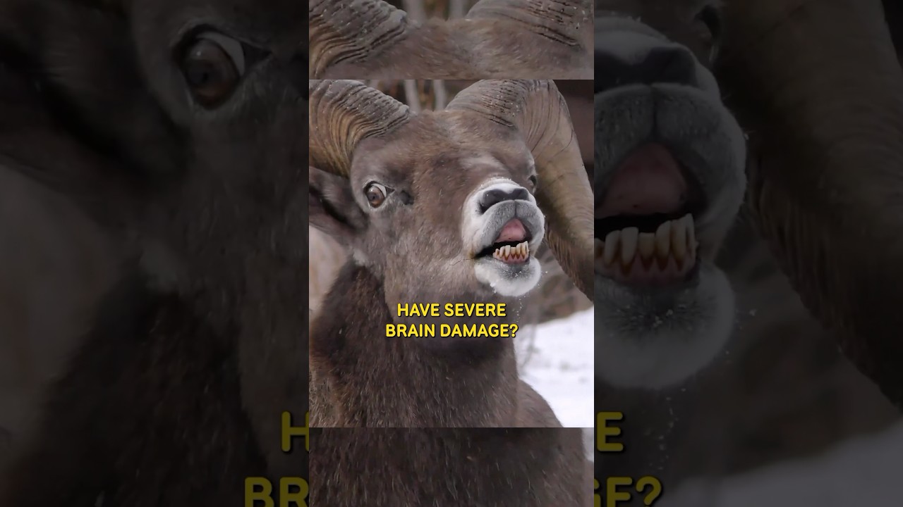 Do bighorn sheep have brain damage?
