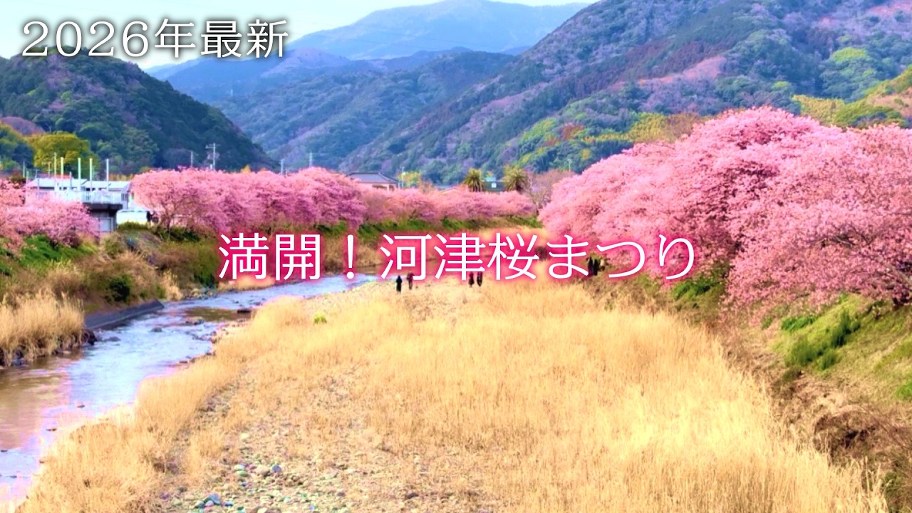 【満開】河津桜まつり2026｜🌸静岡Vlog