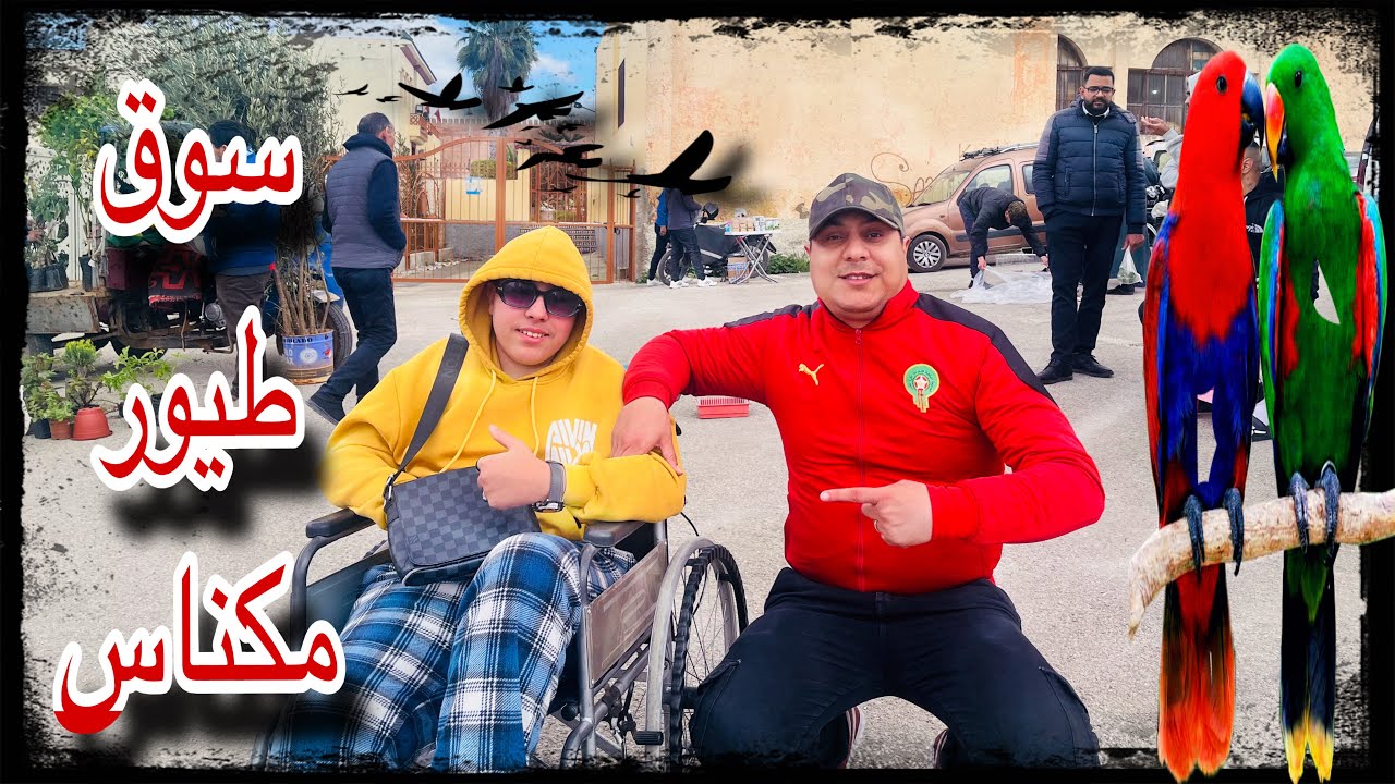سوق طيور 🦜بمدينة مكناس🇲🇦 مرحبا بالجميع🤩 :بتاريخ :15/3/2026الهاتف:0619227462